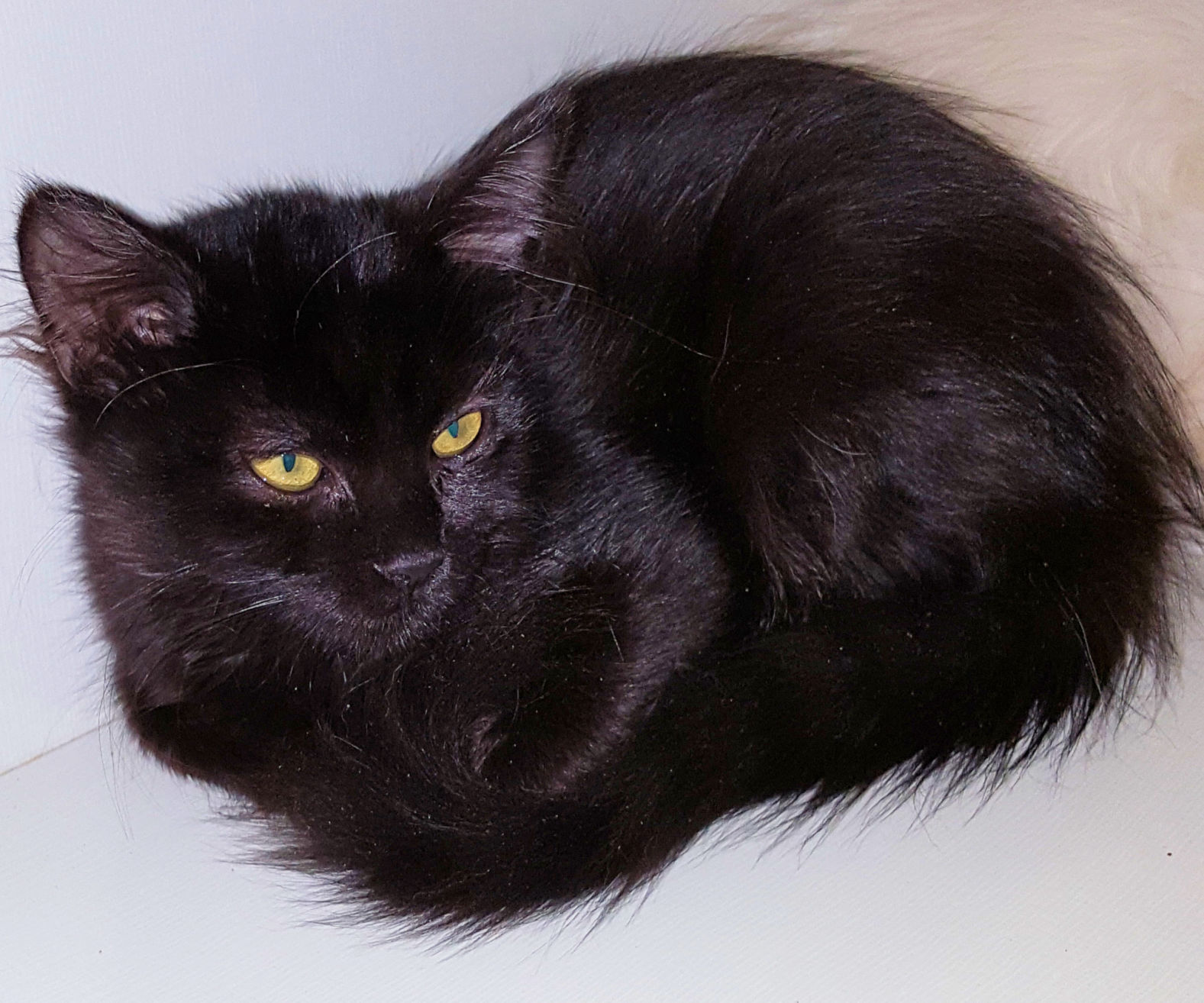 Adopt a friend: Nightshade
